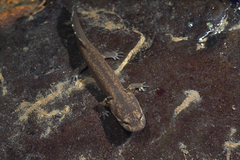 Dicamptodon tenebrosus