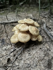 Desarmillaria