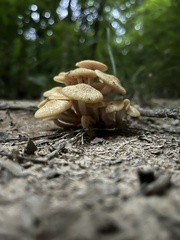 Desarmillaria