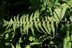 Thelypteris palustris