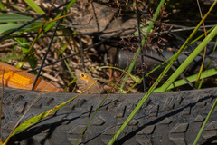 Hyponephele lycaon
