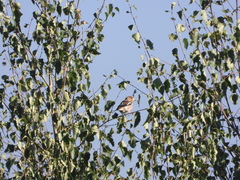 Coccothraustes coccothraustes