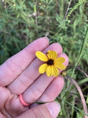 Coreopsis tripteris