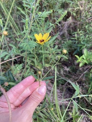 Coreopsis tripteris