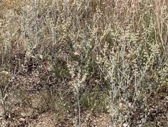 Eriogonum polycladon