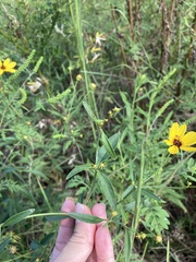 Coreopsis tripteris