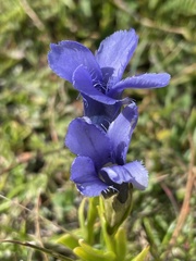 Gentianopsis ciliata ciliata