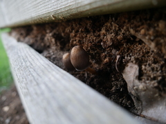 Agaricales