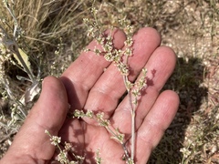 Eriogonum polycladon