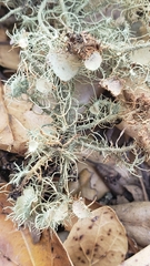 Usnea intermedia