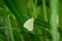 Ascia monuste monuste