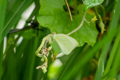 Ascia monuste monuste