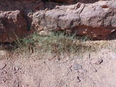Muhlenbergia porteri
