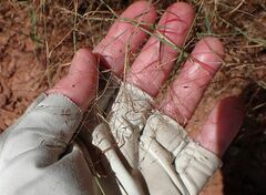 Muhlenbergia porteri