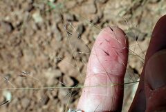 Muhlenbergia porteri