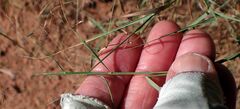 Muhlenbergia porteri