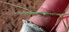 Muhlenbergia porteri