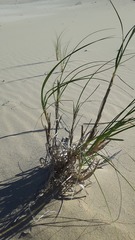 Thinopyrum distichum