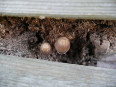 Agaricales
