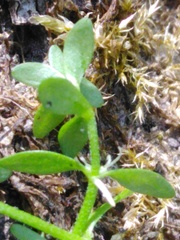 Callitriche cophocarpa