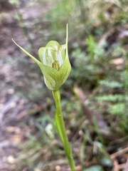 Pterostylis alpina