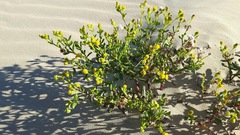 Senecio litorosus