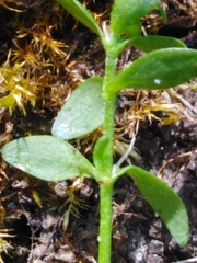 Callitriche cophocarpa