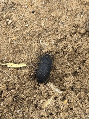 Blapstinus