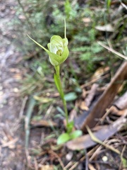 Pterostylis alpina