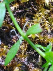 Callitriche cophocarpa