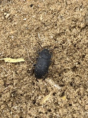 Blapstinus