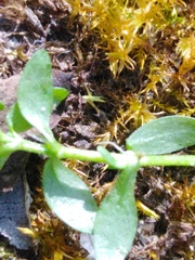 Callitriche cophocarpa