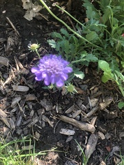 Sixalix atropurpurea