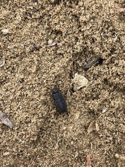 Blapstinus