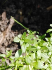 Callitriche cophocarpa