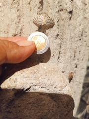 Conchylodes ovulalis