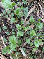 Hackelia latifolia
