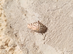 Conchylodes ovulalis