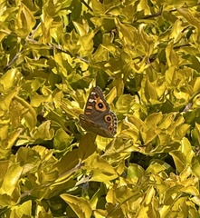 Junonia villida
