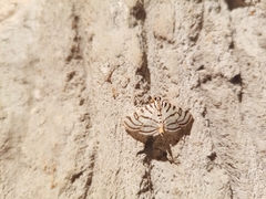 Conchylodes ovulalis