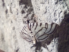 Conchylodes ovulalis