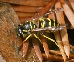 Vespula alascensis