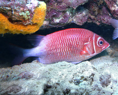 Sargocentron caudimaculatum