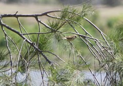 Acrocephalus australis