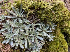 Saxifraga paniculata