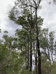 Alectryon subdentatus