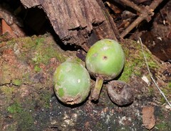 Elaeocarpus bancroftii