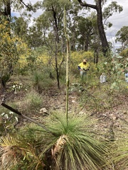 Xanthorrhoea johnsonii