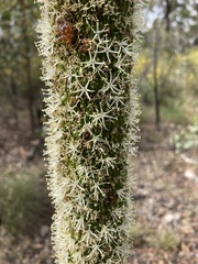 Xanthorrhoea johnsonii
