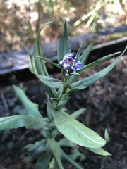 Symphyotrichum subspicatum